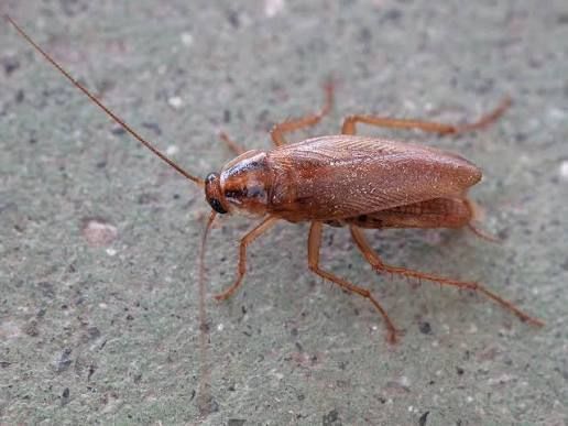 Brown cockroach with long antennae on a speckled green surface.