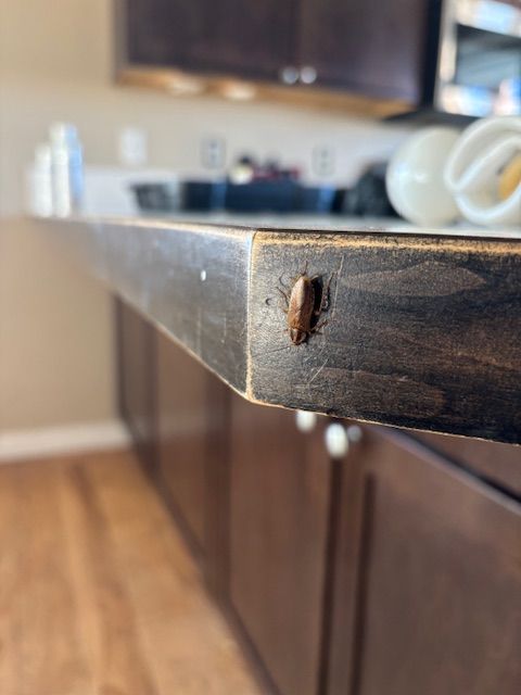 Cockroach on the edge of a stained wooden countertop in a kitchen. Brown cabinets and light-colored countertop are in the blurred background.