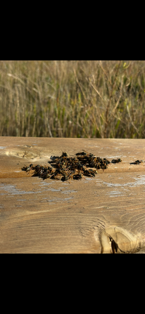 A pile of dark insects on a weathered wooden surface, with blurred green grass in the background.