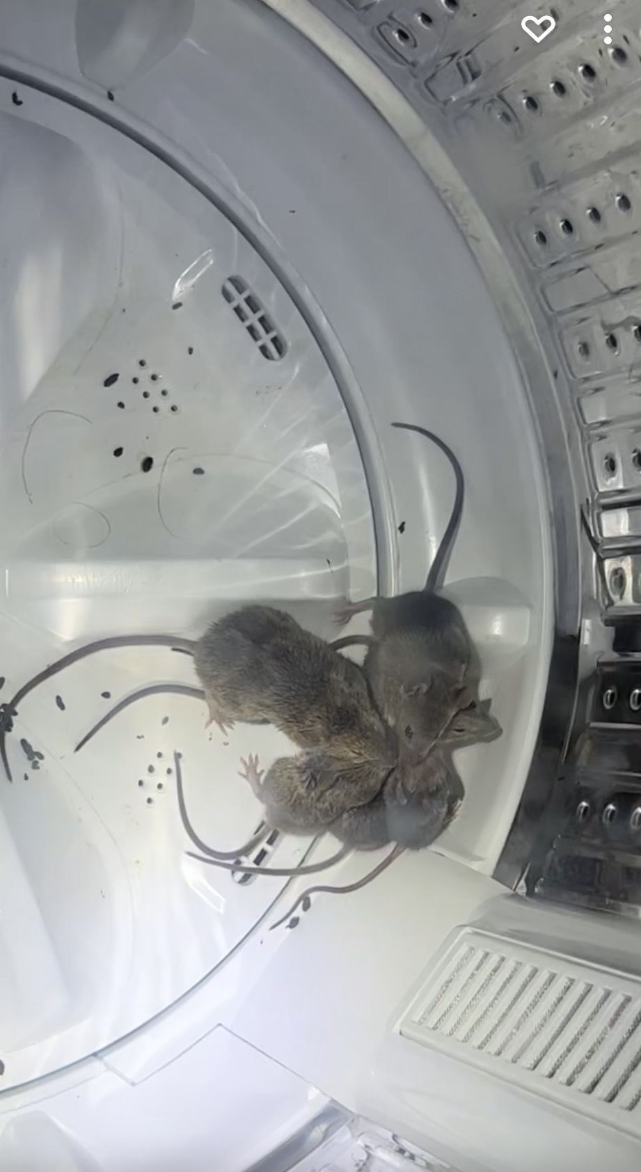 Three dead mice inside a washing machine.
