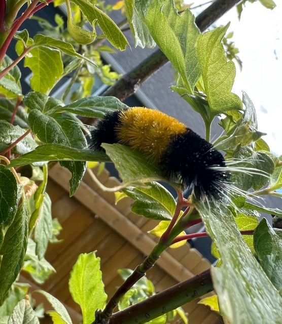 Caterpillar with black head and tail, yellow midsection, crawling on green leaves in a garden.