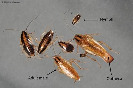 Cockroaches: adults and nymph. Some are labeled, including an ootheca.