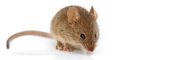 Brown mouse on white background.