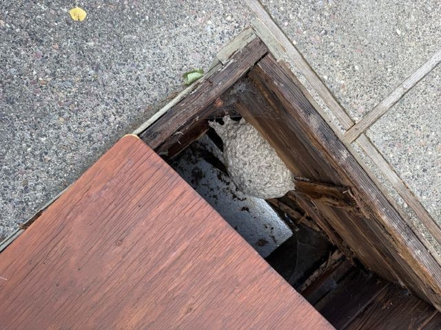 A wasp nest inside a wooden structure, partially covered by a red-brown wooden lid.
