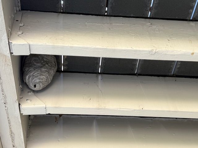 A wasp nest, gray and oval, is tucked under white wooden slats.