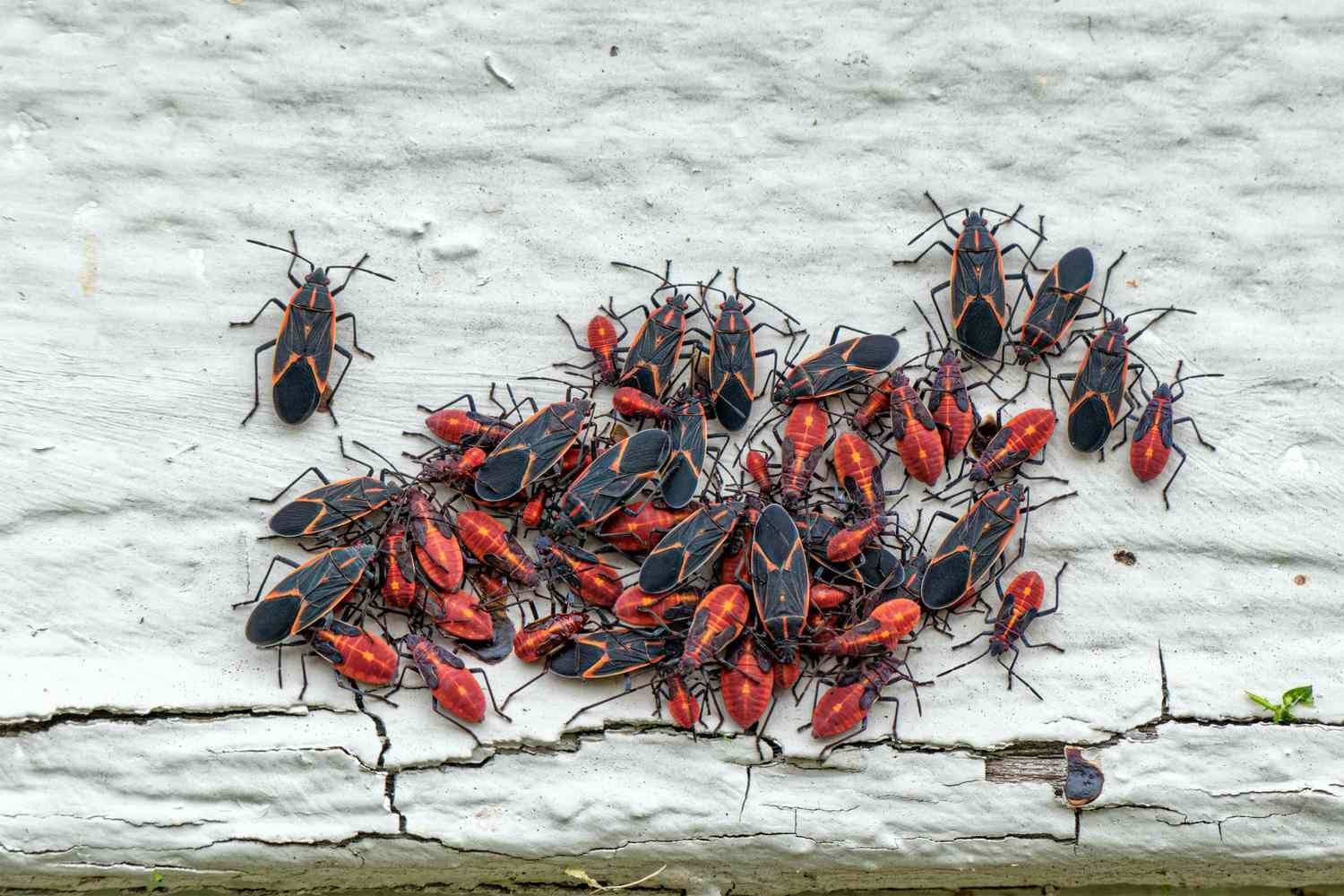 Cluster of red and black boxelder bugs on white siding.