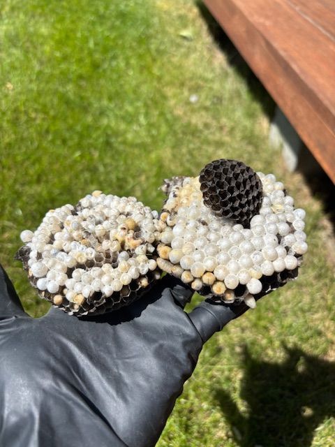 Gloved hand holding a wasp nest, showing honeycomb cells covered in white larvae, against green grass.