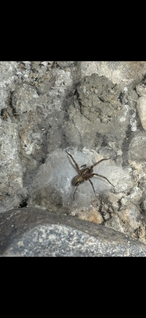A small brown spider with long legs is on a white and gray stone surface.
