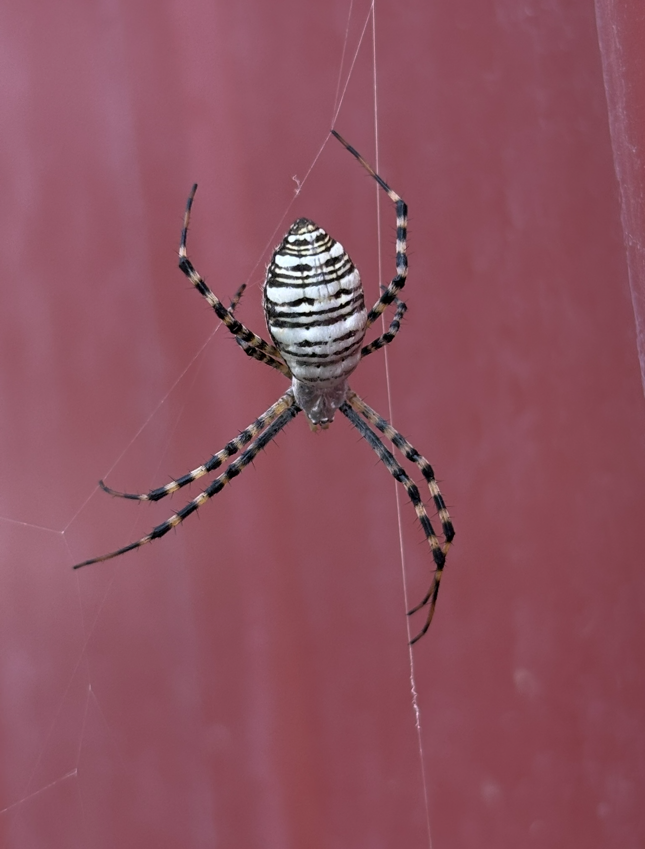 Striped garden spider with black and white markings, hanging from web against a red background.
