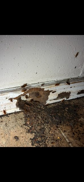 Cockroaches on the floor near a baseboard and wall with apparent termite damage.