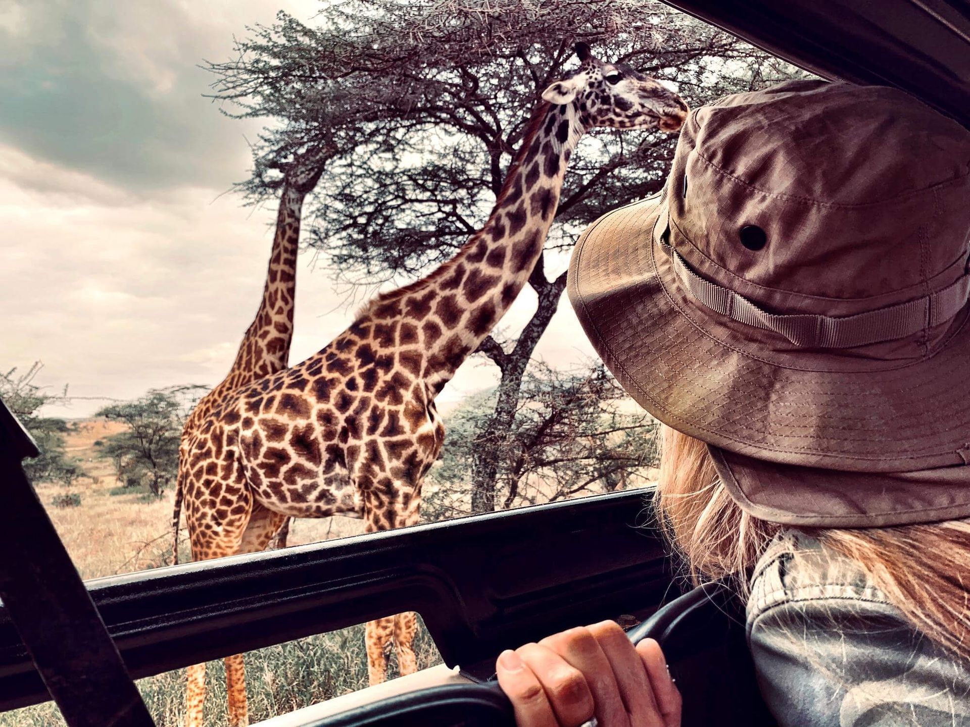 Una mujer conduce un coche y mira por la ventana las jirafas.