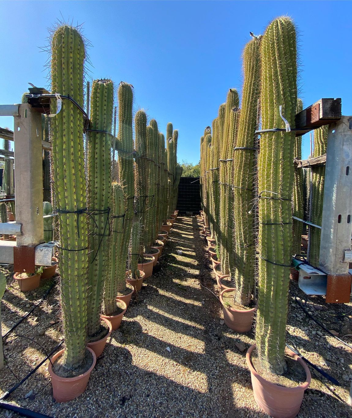Vivaio cactus