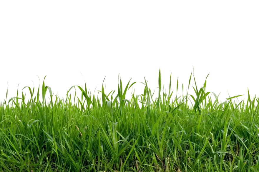 A lush green field of grass on a white background.