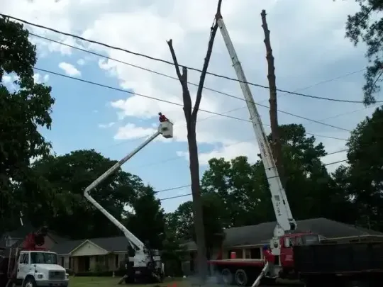 A crane is cutting a tree in a residential area