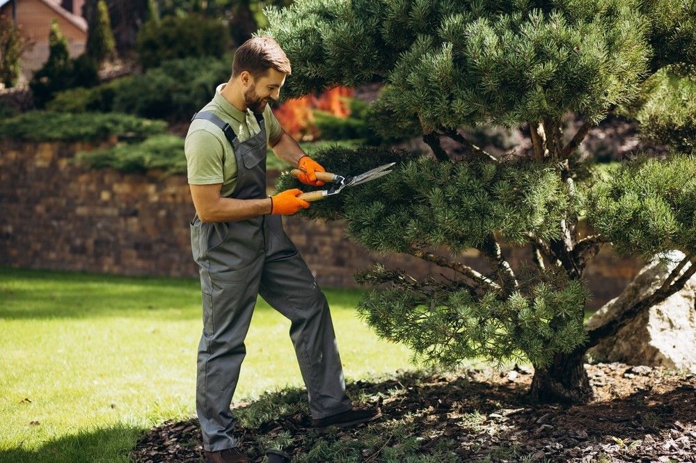 The Benefits of Professional Tree Shaping Services