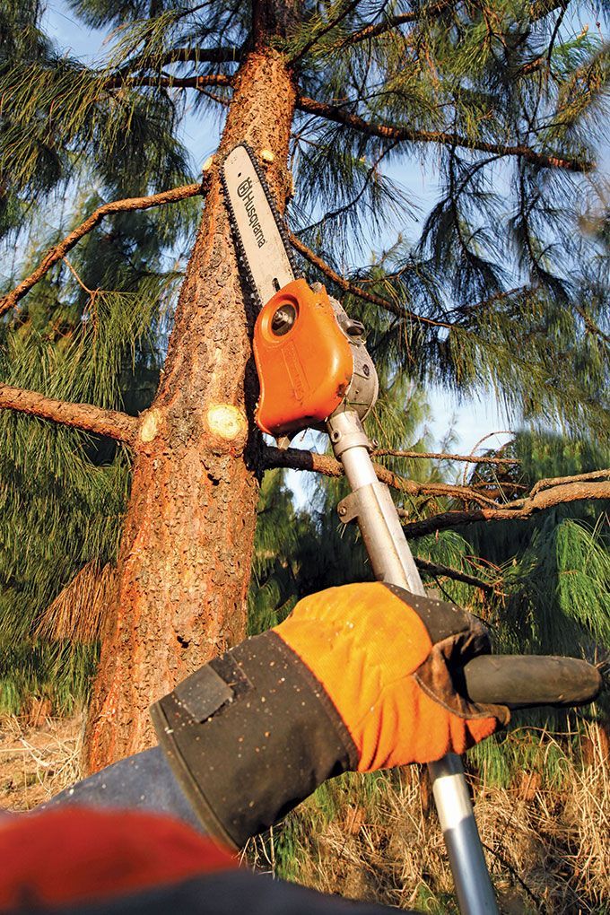 tree shaping services