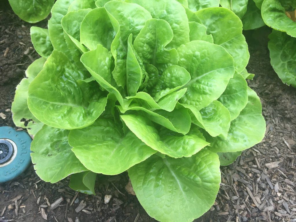 Green lettuce growing in a garden bed, with mulch and a blue watering nozzle nearby