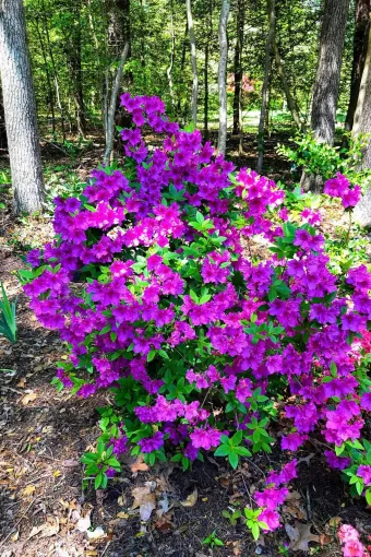 azalea plant nursery florida