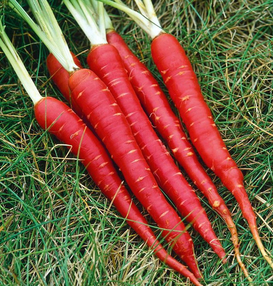 Red carrots with green tops lying on grass.