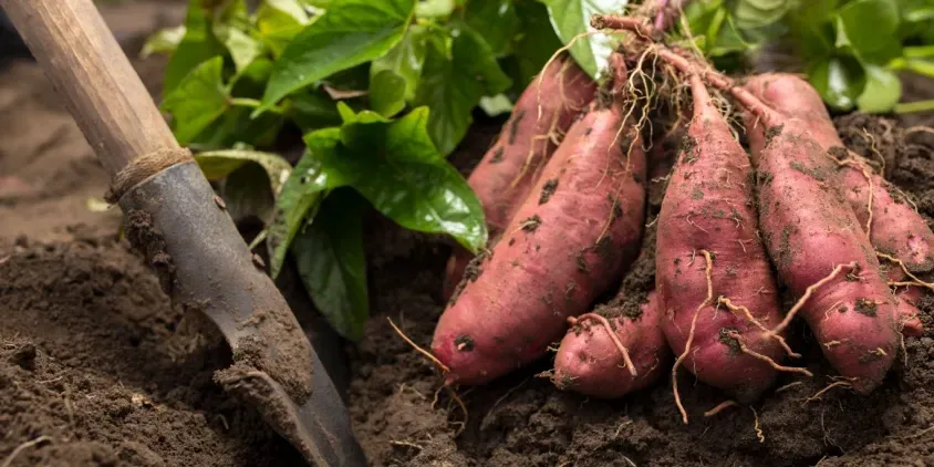Freshly harvested red radishes with roots, lying on soil beside a garden trowel.