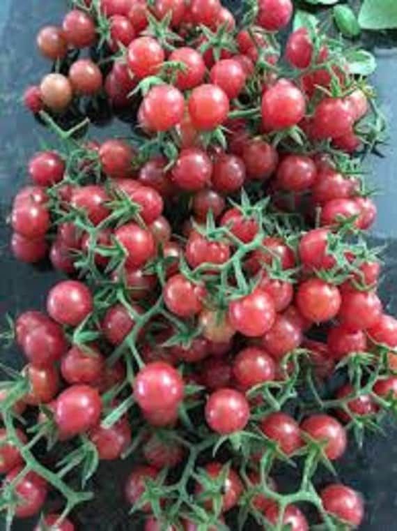 Cluster of ripe red cherry tomatoes on the vine, piled together with green stems and leaves
