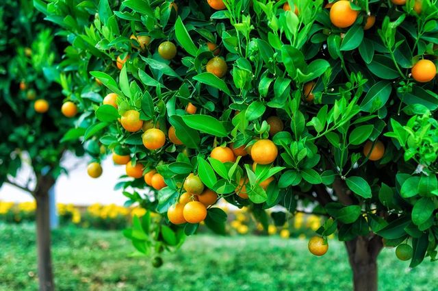Calamondin trees heavily laden with small, round, bright orange fruit in a grassy orchard.