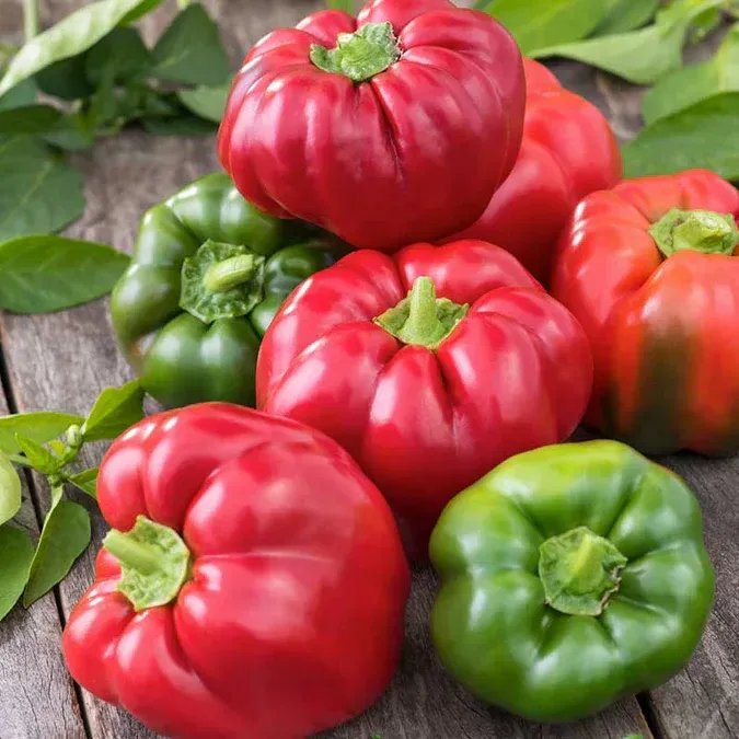 Red and green bell peppers with leafy stems, piled together on a surface.