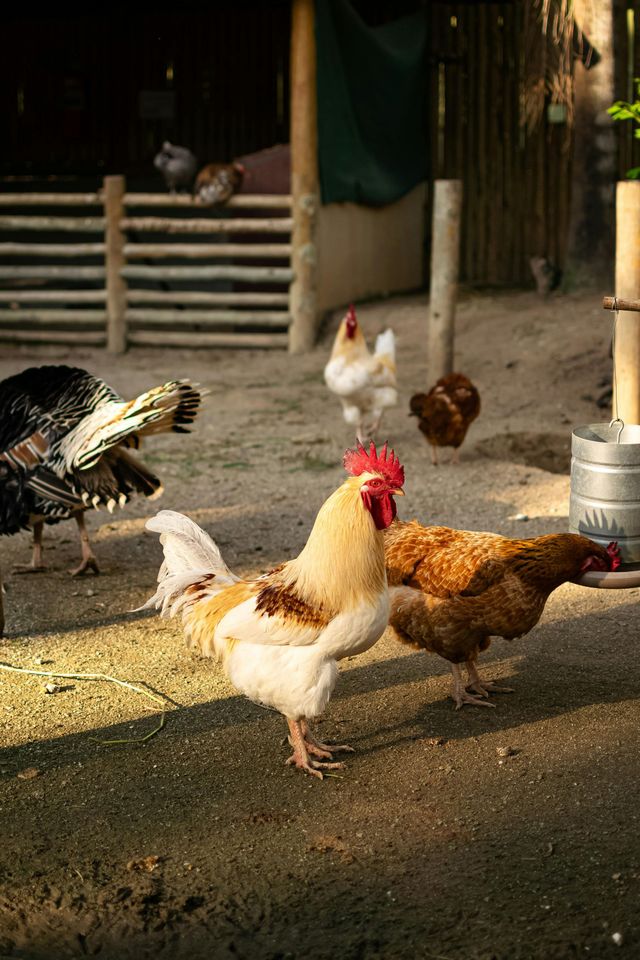 A group of chickens and a turkey foraging in a farmyard with a wooden fence in the background.