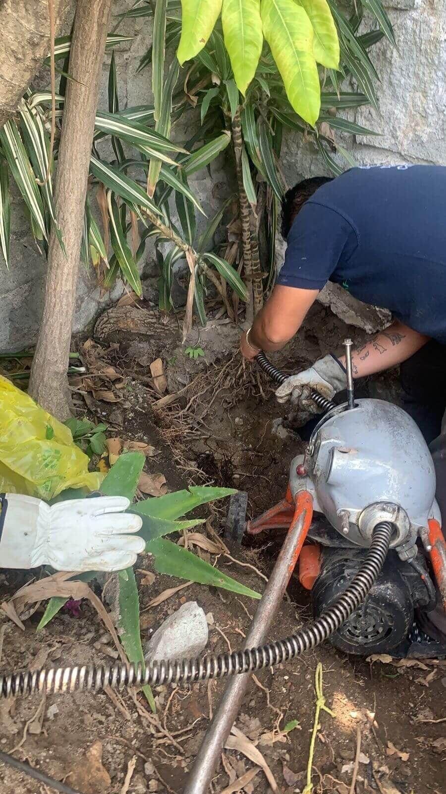LAVADO Y DESINFECTADO