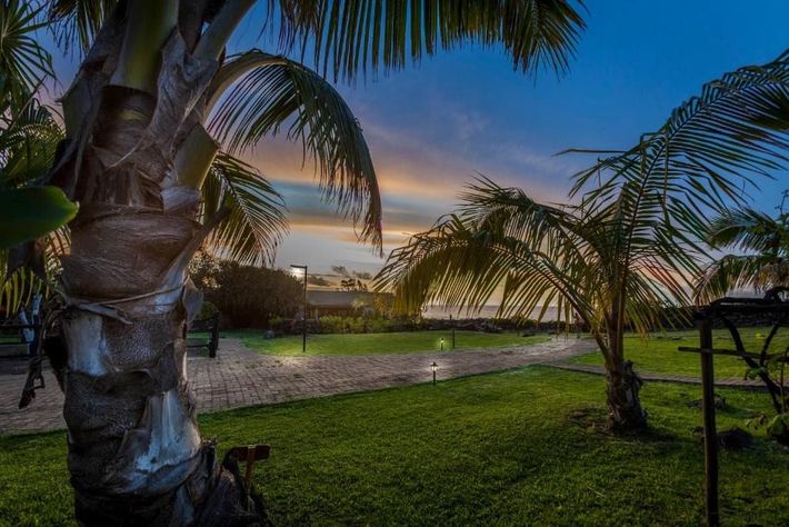 A palm tree in a park with a sunset in the background.