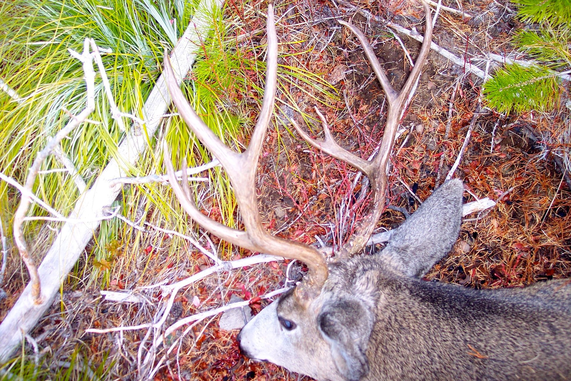 Mule deer hunts