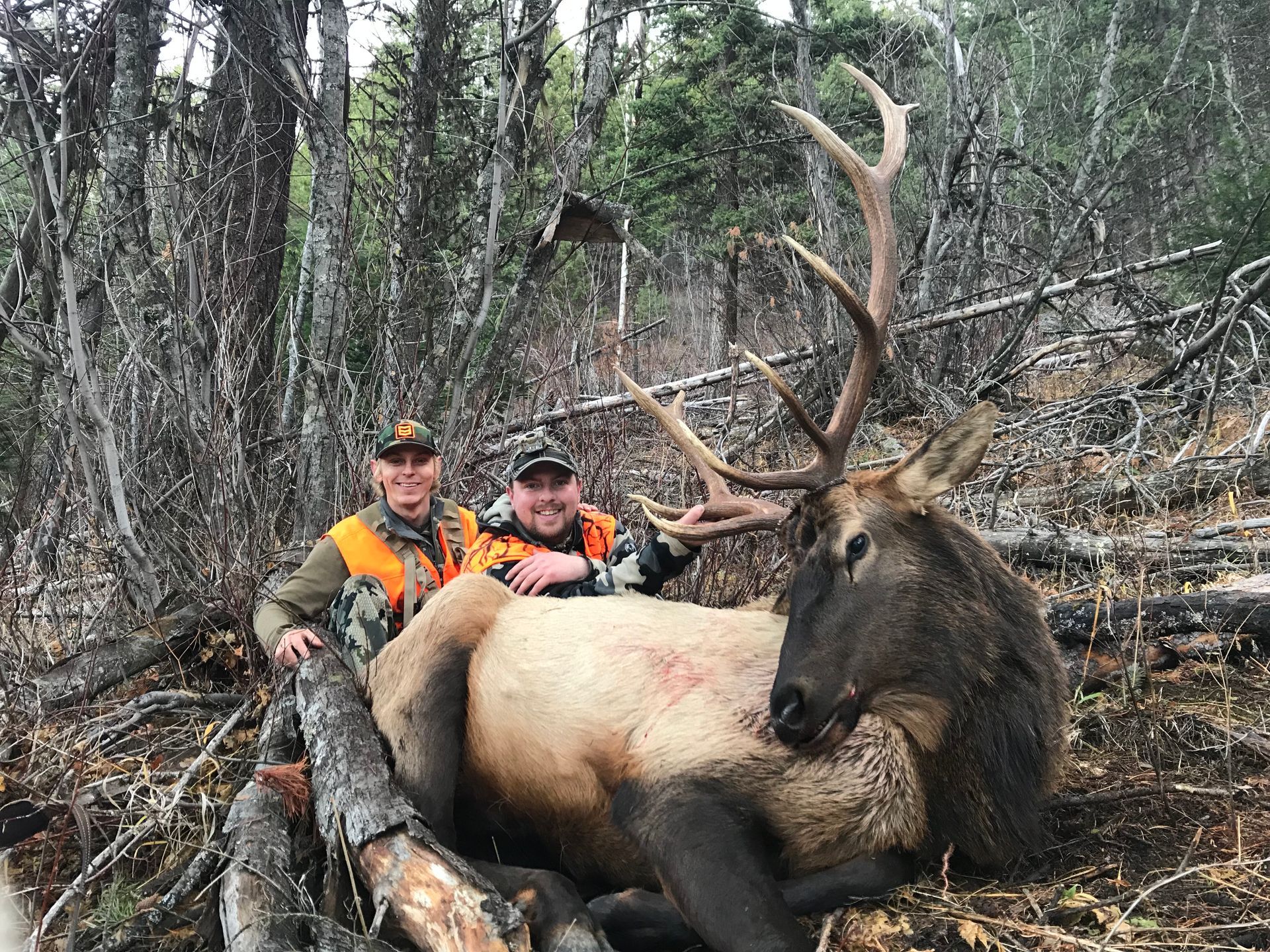 Two men are standing next to a large elk in the woods.