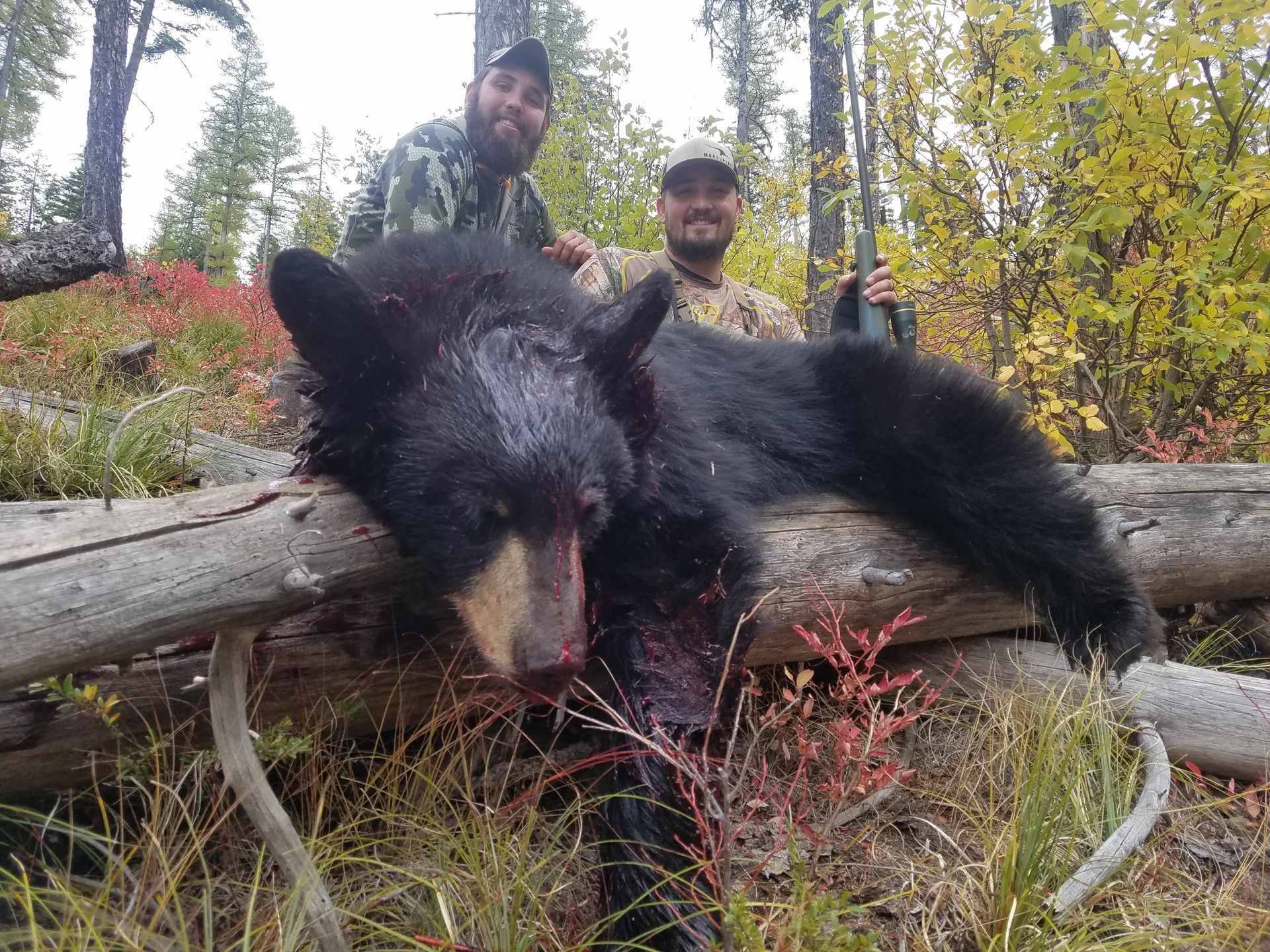 Two men are standing next to a black bear laying on a log.