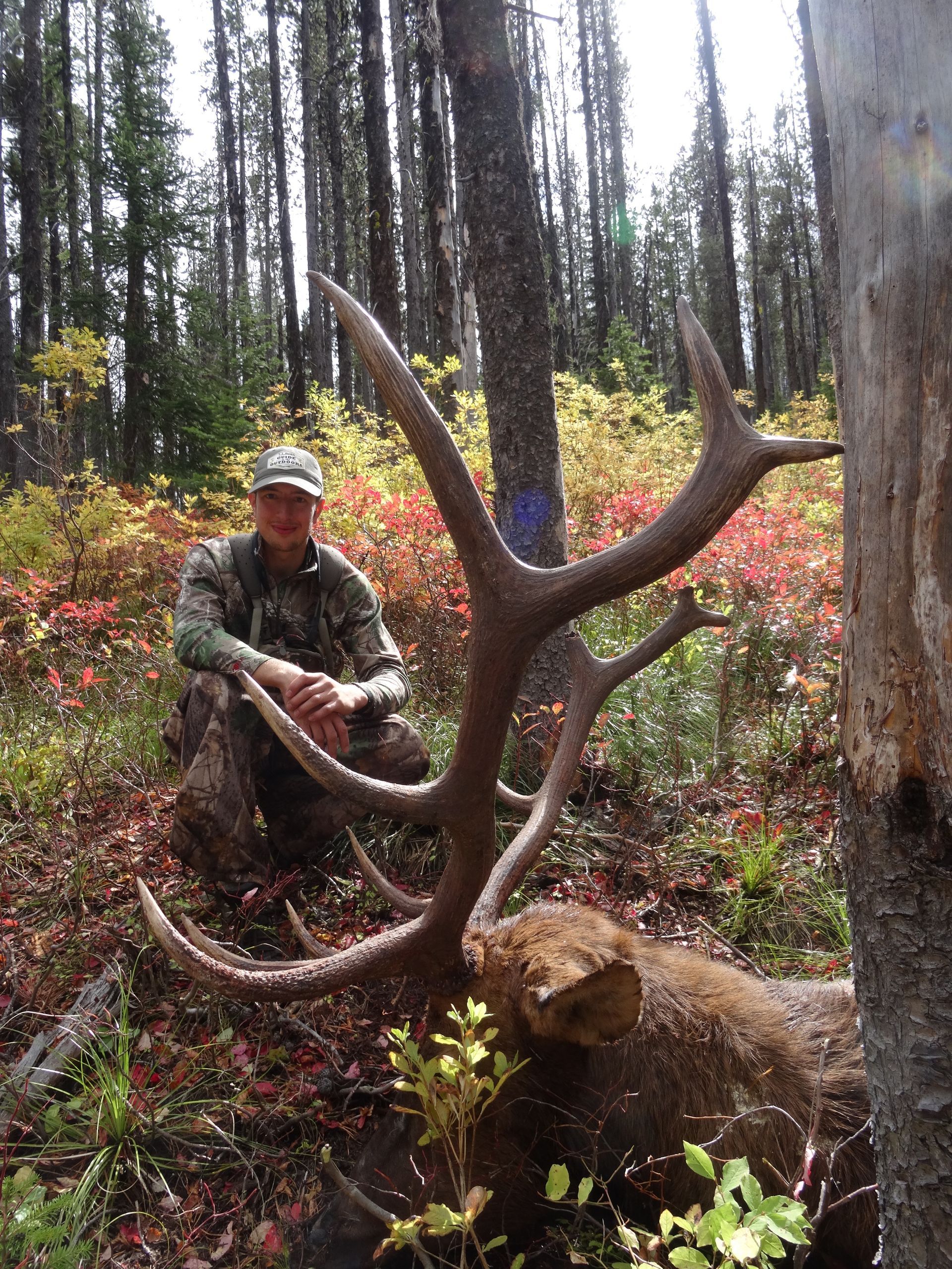 A man is kneeling next to a large deer in the woods.