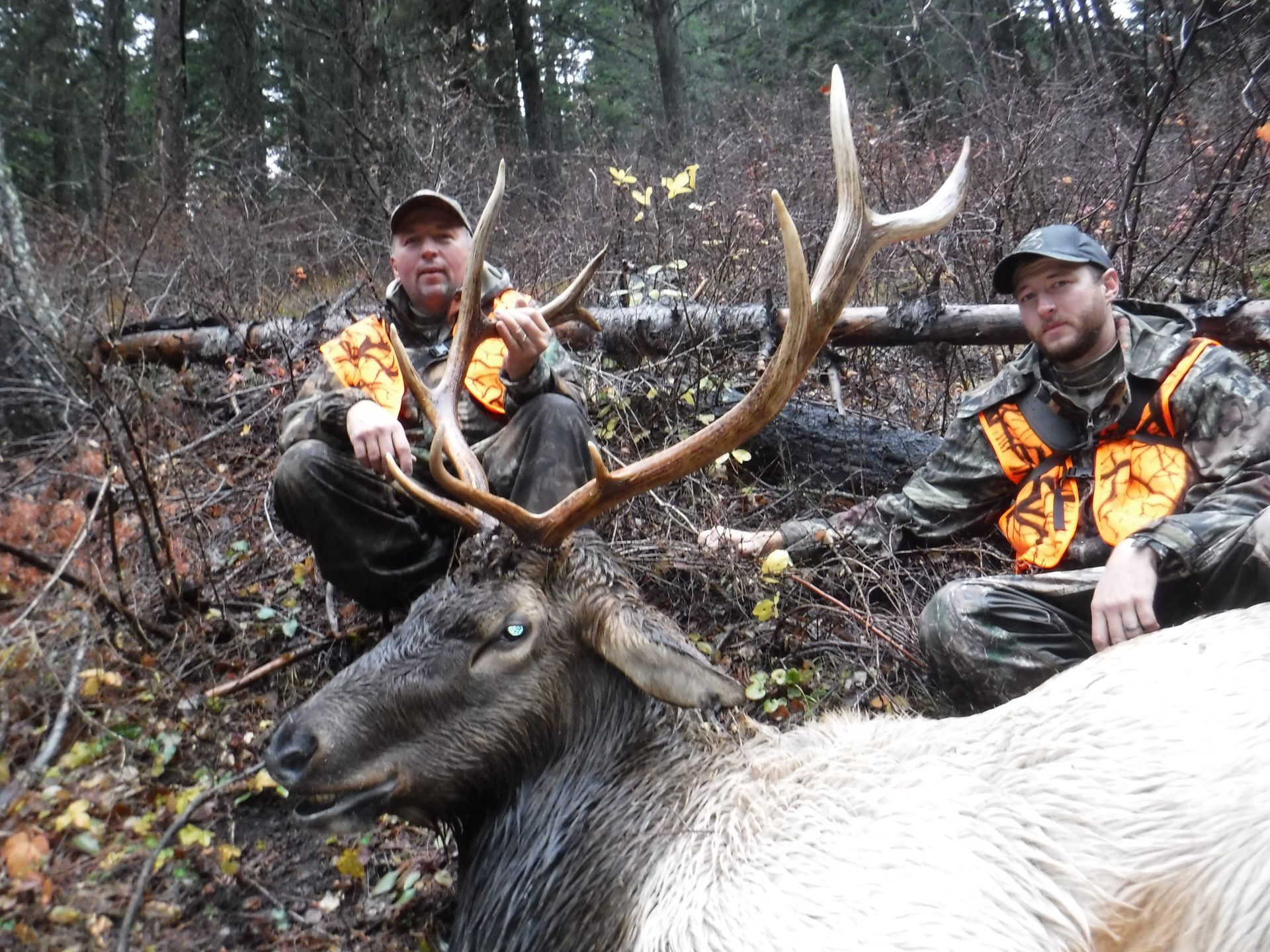 Two men are kneeling next to a large elk in the woods.
