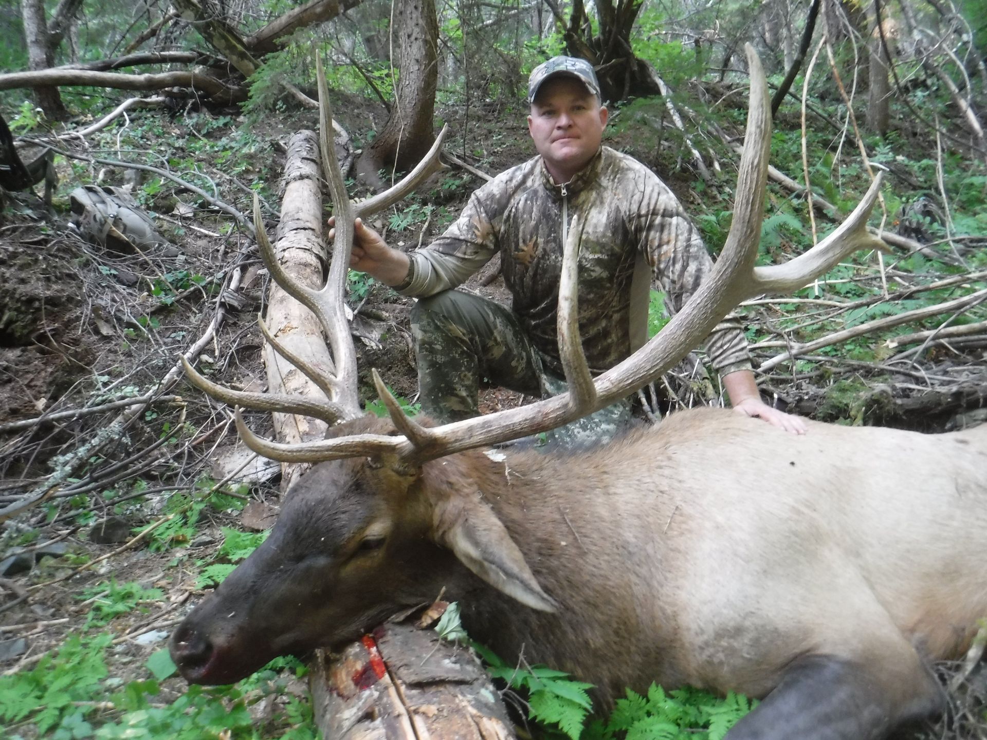 A man is kneeling next to a large elk in the woods.