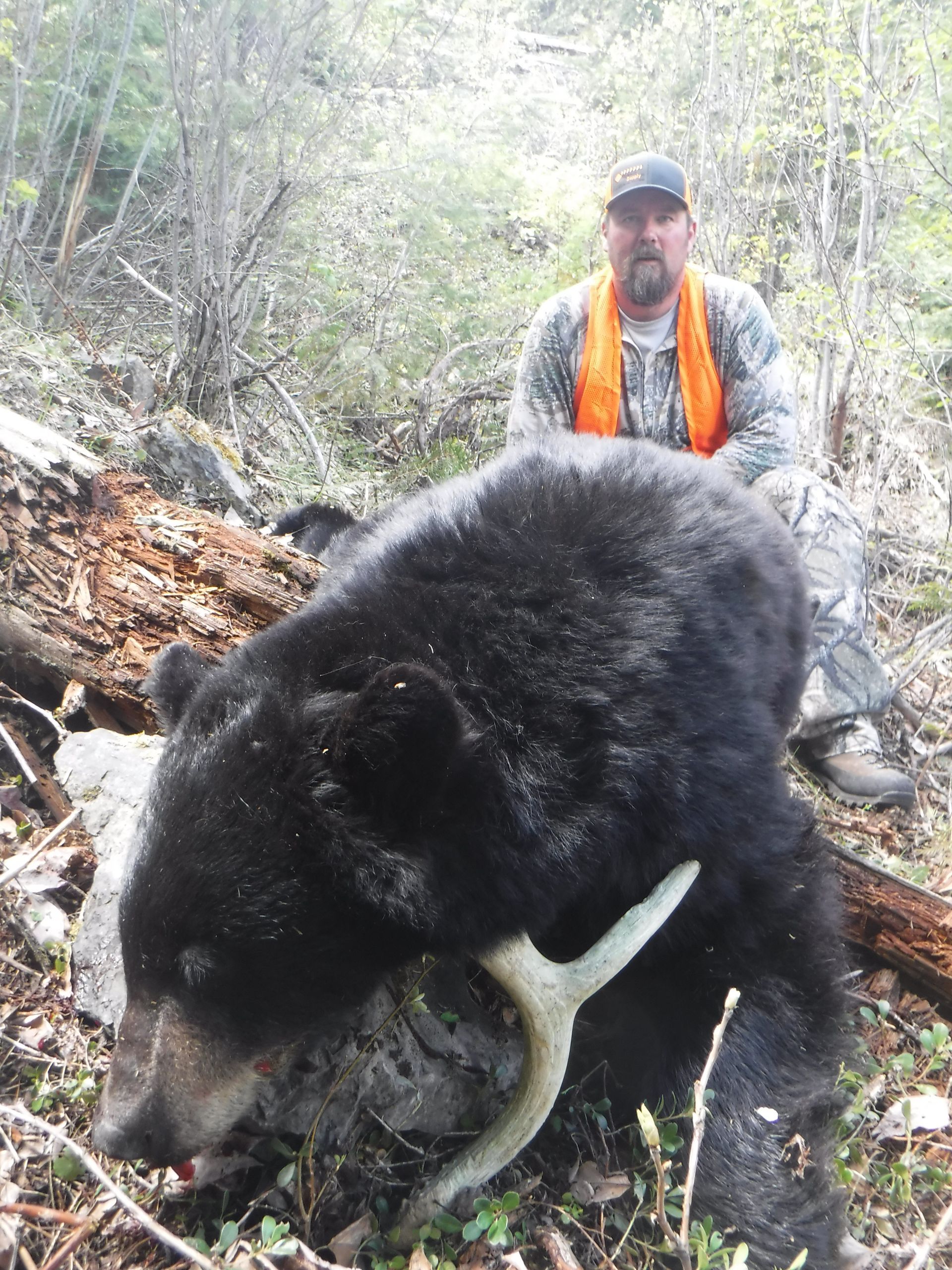 A man is standing next to a large black bear