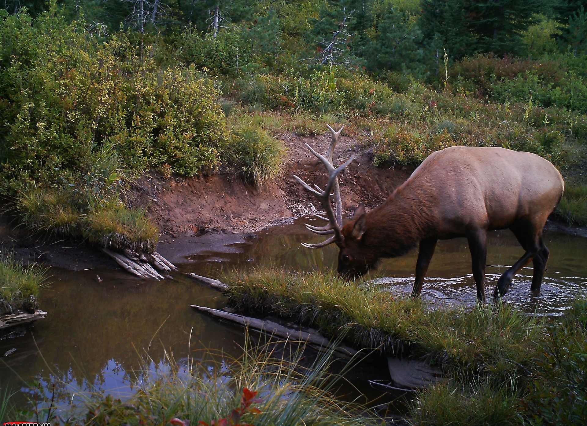 A deer is drinking water from a stream in the woods.