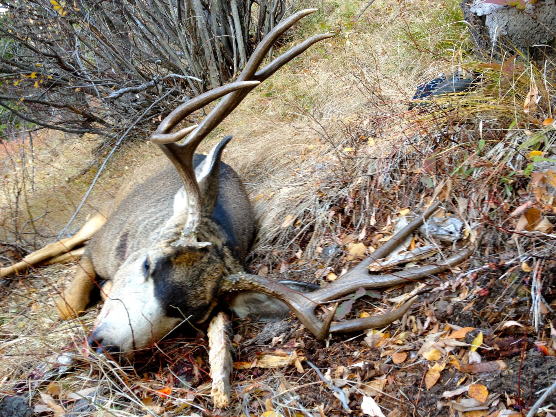 Mule deer hunts