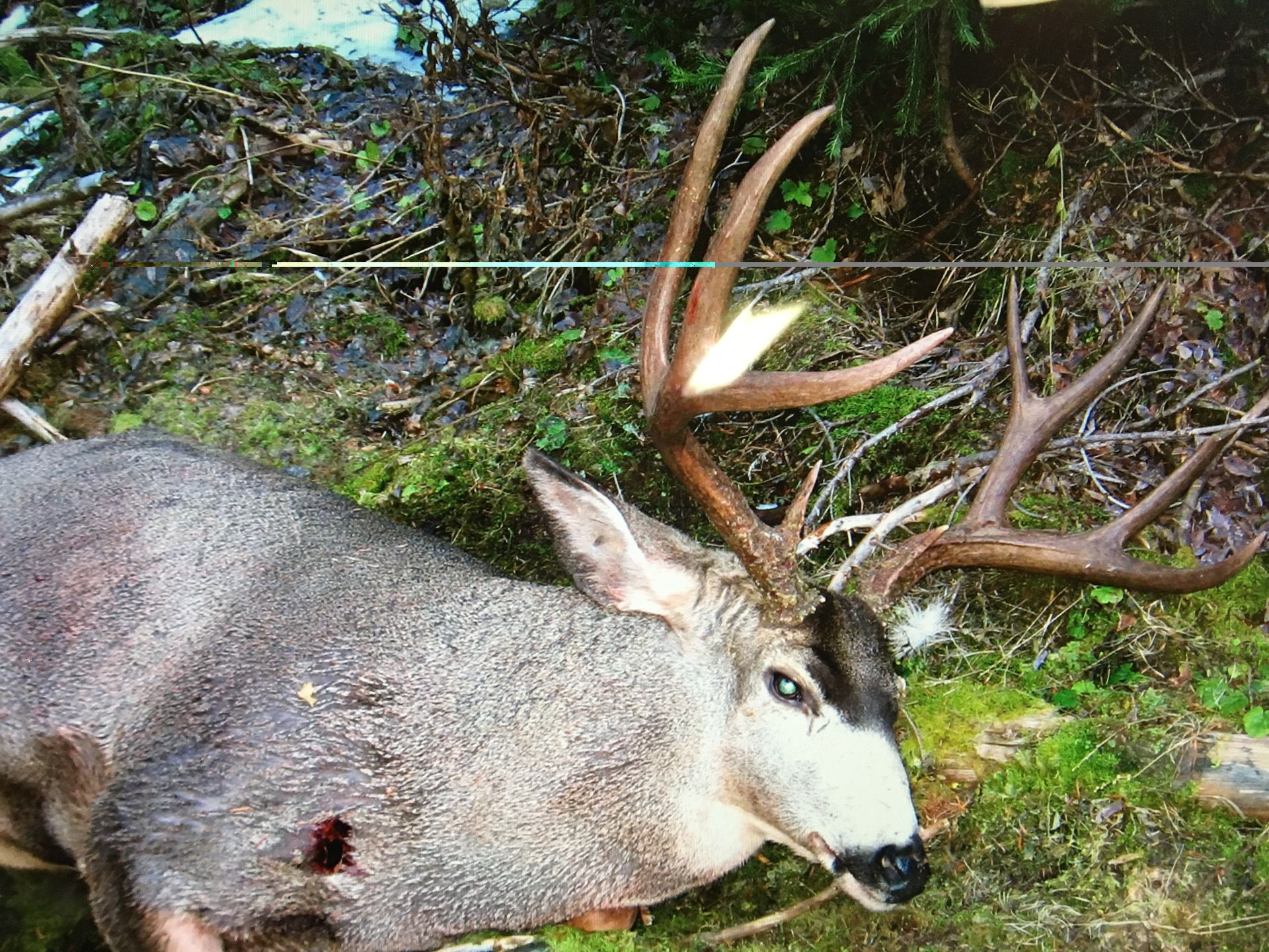 A deer with antlers is laying down in the grass.