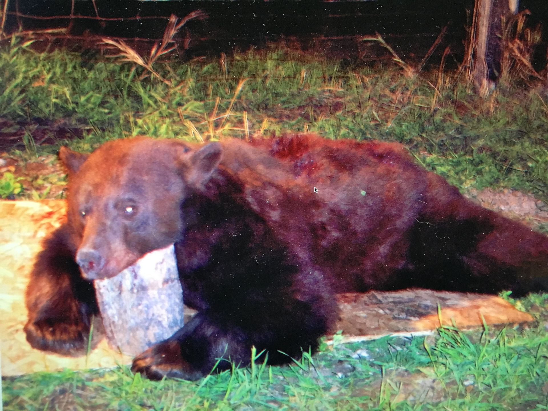 A brown bear laying in the grass with a rock in its mouth