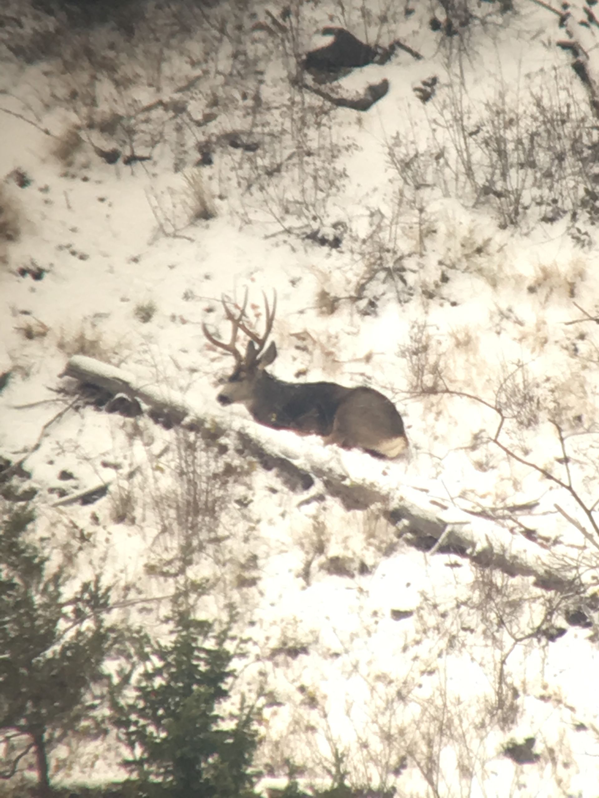 A deer is laying on a tree branch in the snow.