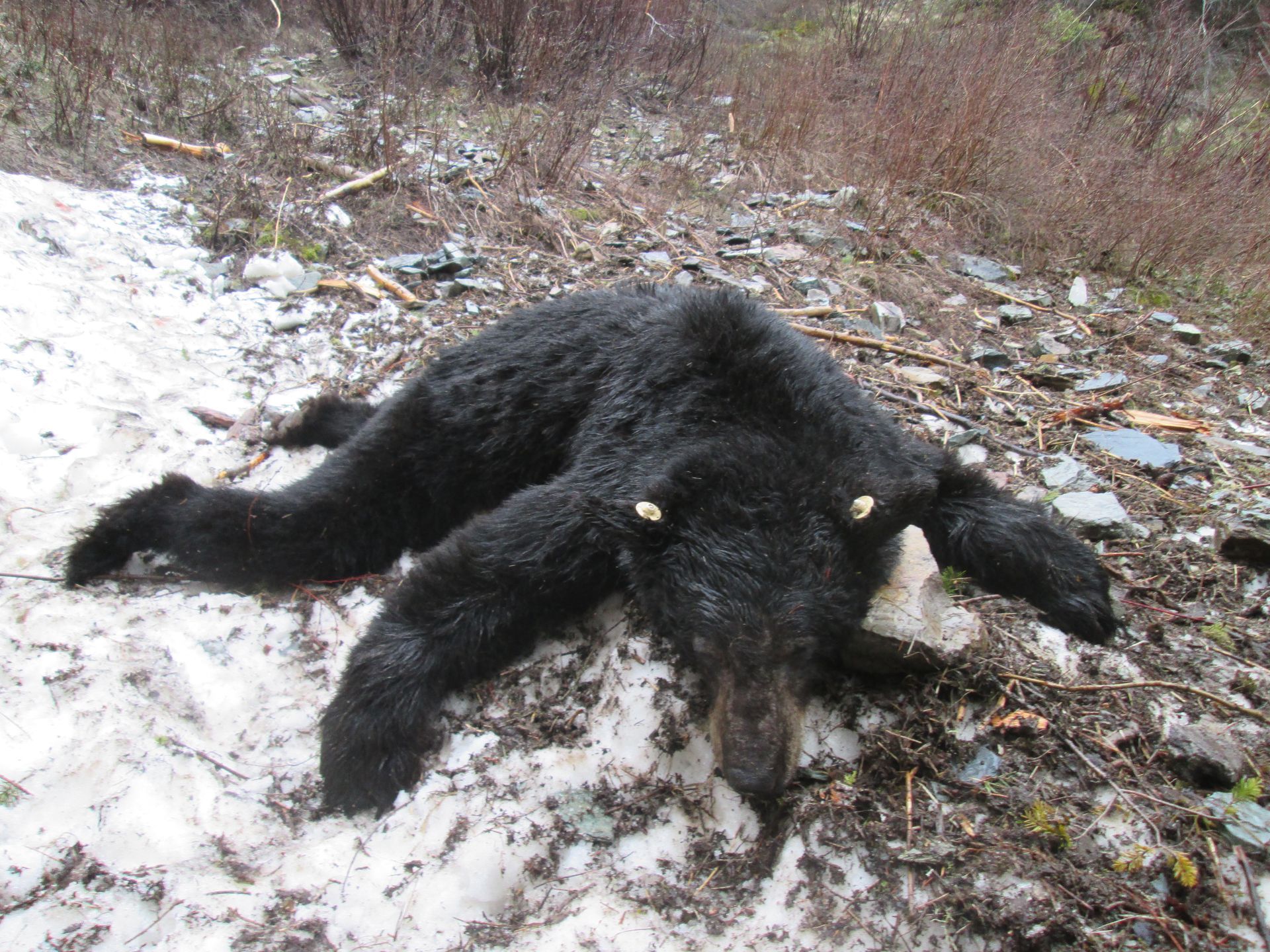 A black bear is laying on its back in the snow.