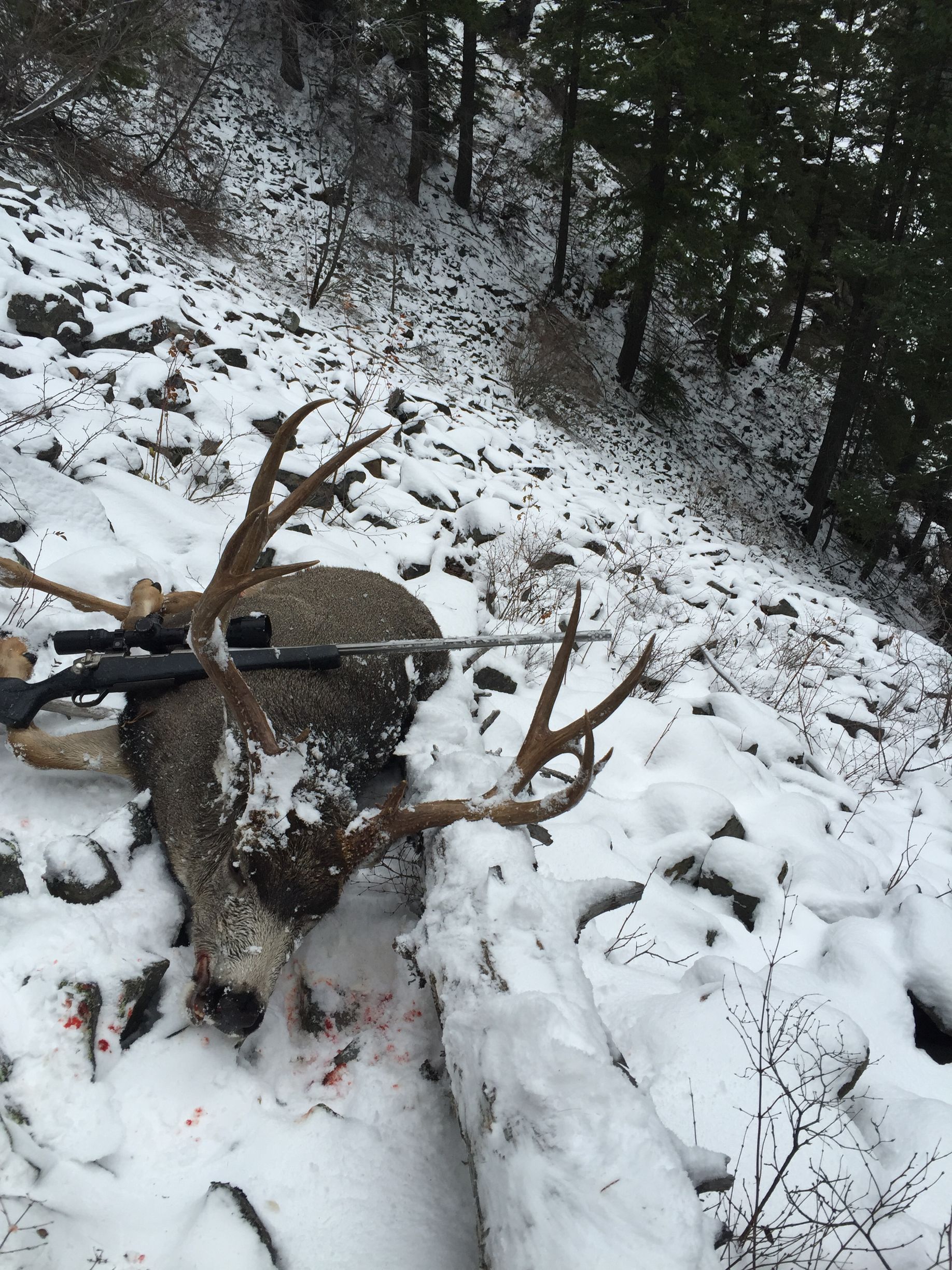 Mule deer hunts