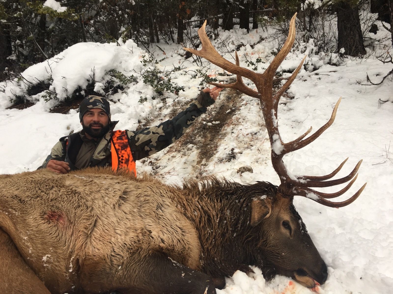 A man is standing next to a large elk in the snow.