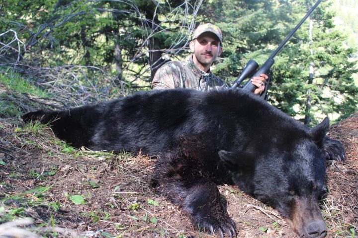 Bear hunts