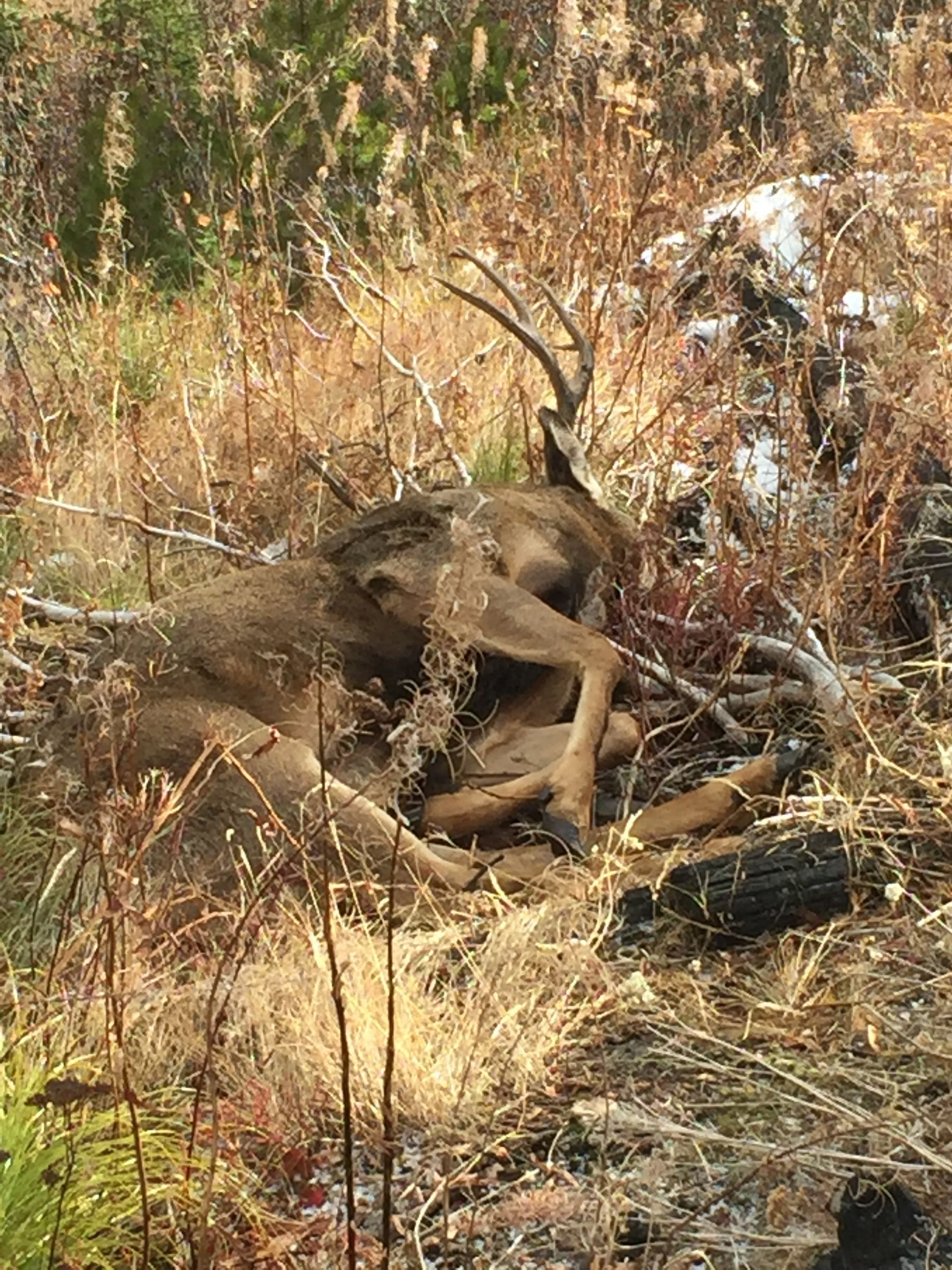 Mule deer hunts