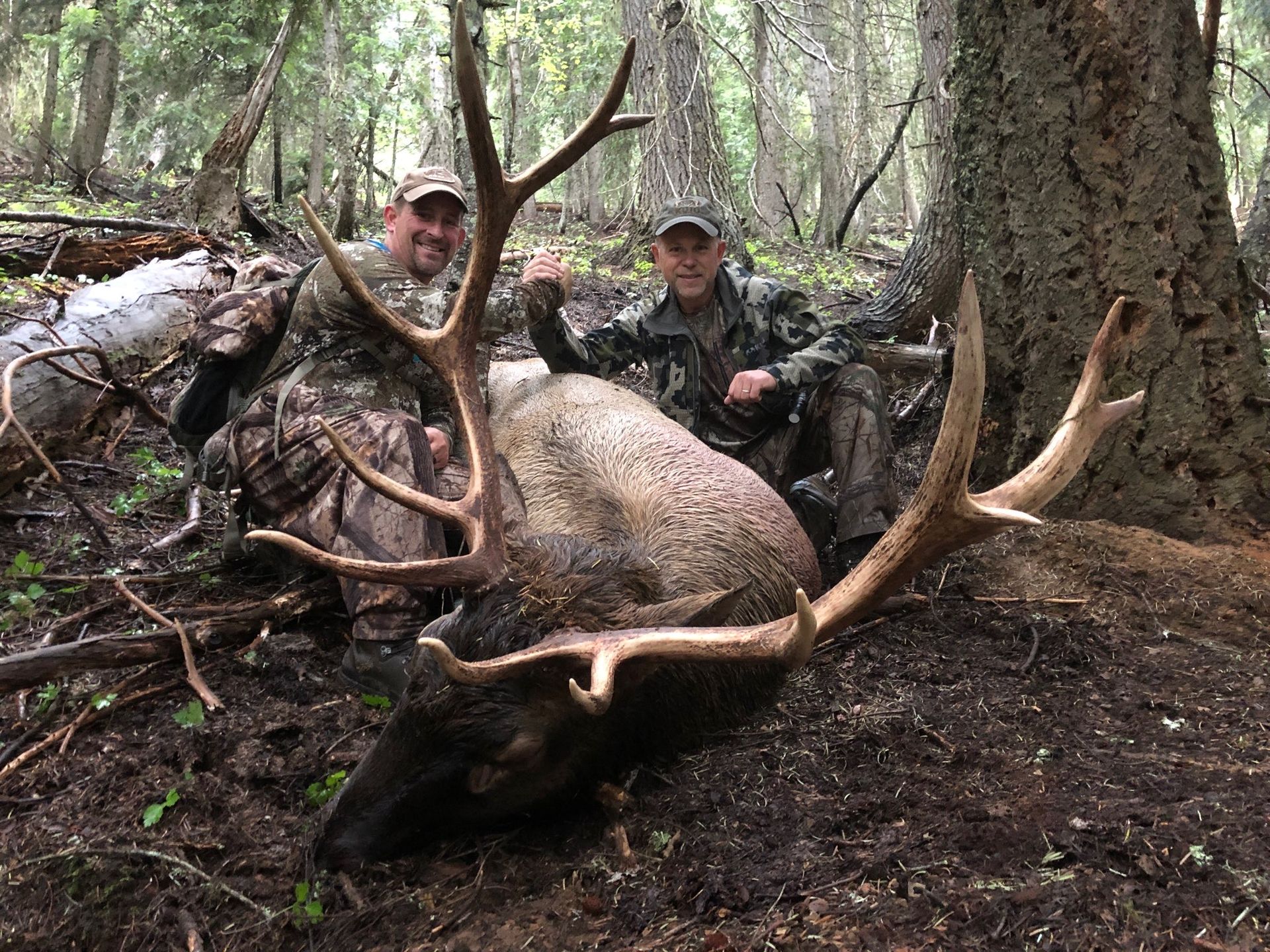 Two men are sitting next to a large elk in the woods.