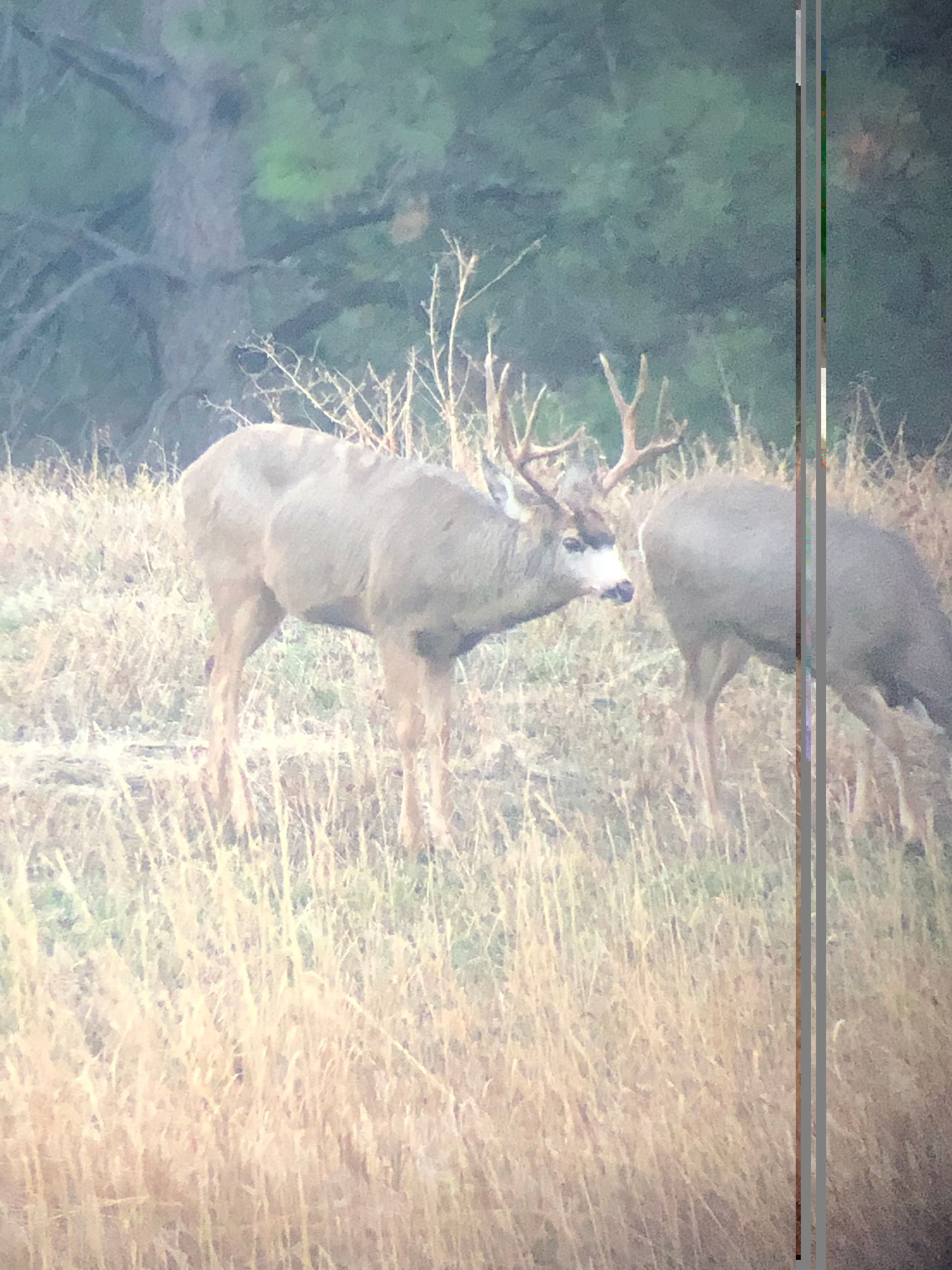 A couple of deer standing in a field of tall grass.