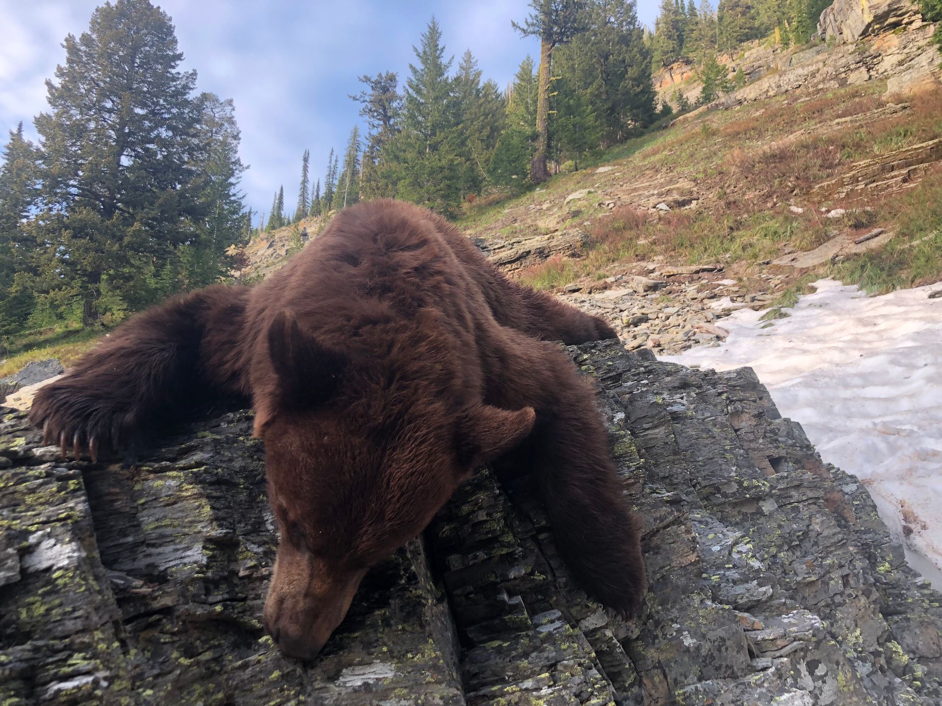 A brown bear is laying on a rock in the woods.